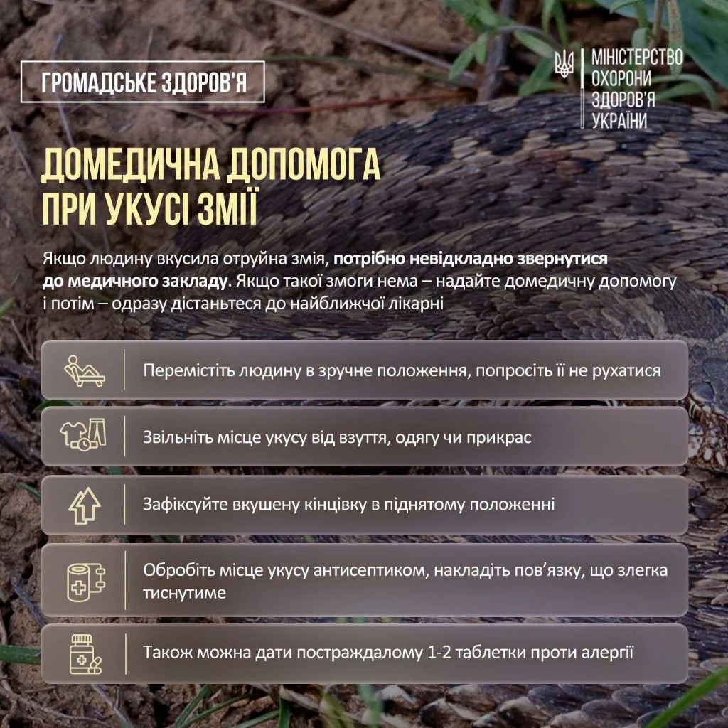 що робити, якщо вкусила змія що робити, якщо вкусила змія